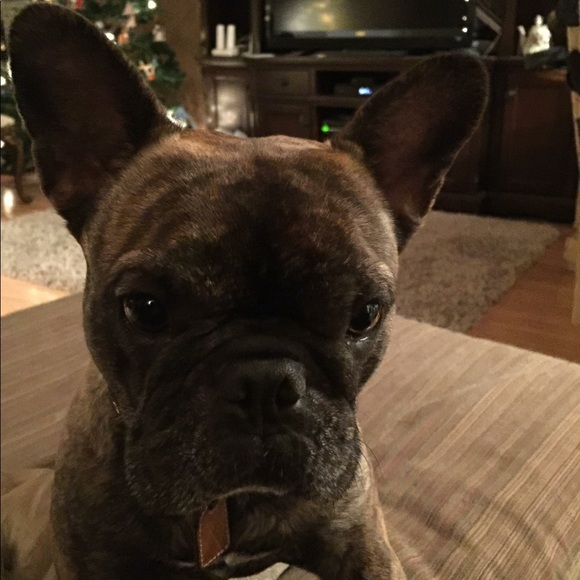 Meet your Posher, Robbie - Picture 6 of 8